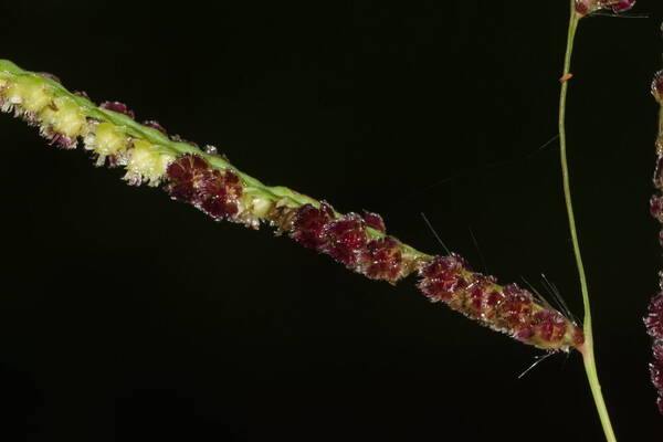 Paspalum fimbriatum Spikelets