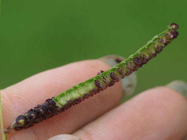 Paspalum fimbriatum Spikelets