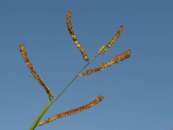 Paspalum fimbriatum Inflorescence