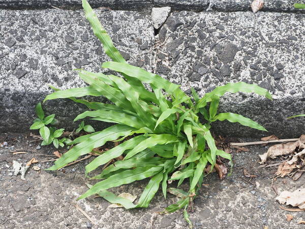 Paspalum fimbriatum Plant