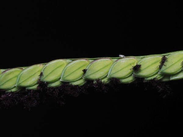 Paspalum jesuiticum Spikelets