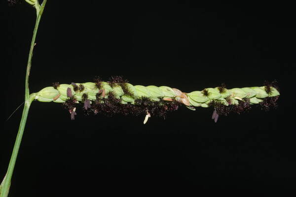 Paspalum jesuiticum Spikelets