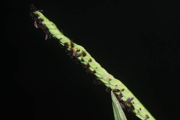 Paspalum jesuiticum Spikelets