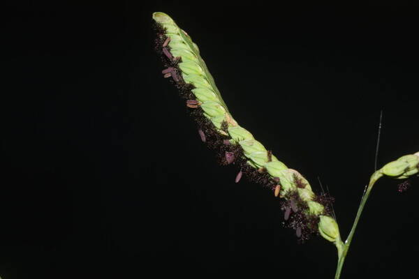 Paspalum jesuiticum Spikelets