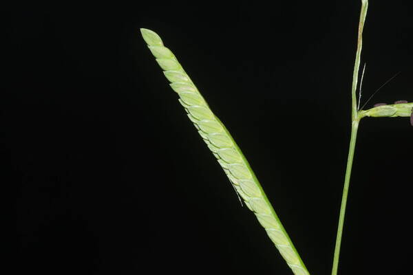 Paspalum jesuiticum Spikelets