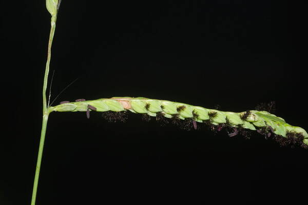 Paspalum jesuiticum Spikelets