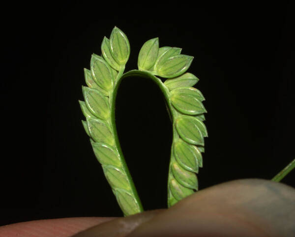 Paspalum jesuiticum Spikelets