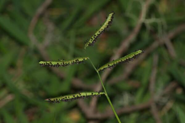 Paspalum jesuiticum Inflorescence