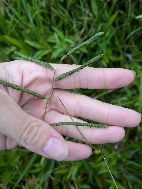 Paspalum jesuiticum Inflorescence