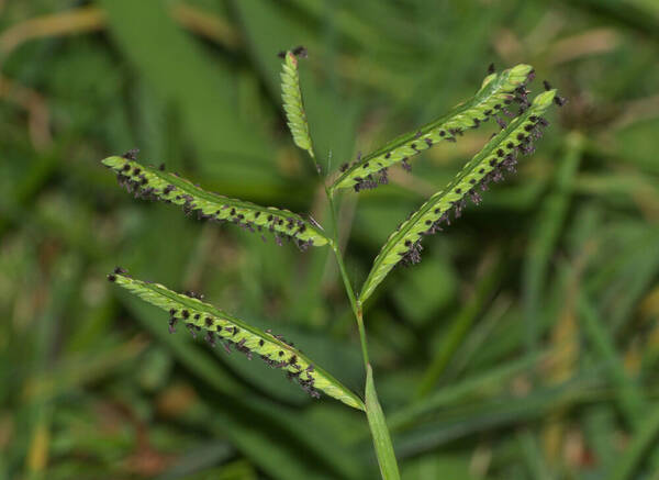 Paspalum jesuiticum Inflorescence