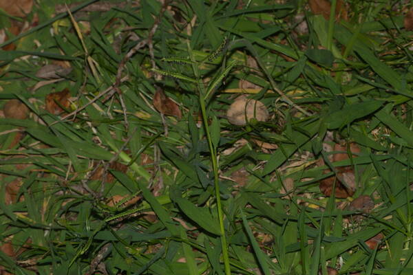 Paspalum jesuiticum Inflorescence