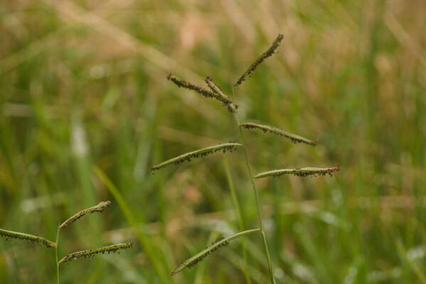 Paspalum jesuiticum Inflorescence