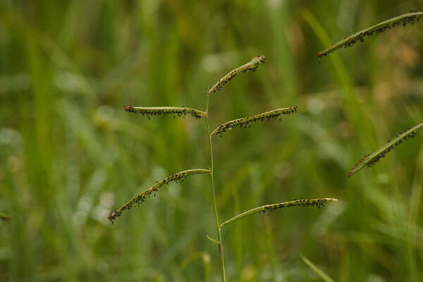 Paspalum jesuiticum Inflorescence