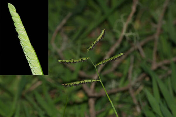 Paspalum jesuiticum Inflorescence