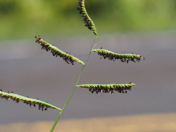 Paspalum jesuiticum Inflorescence