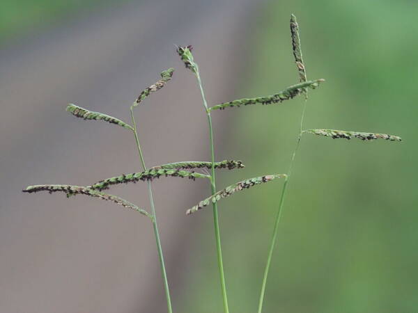 Paspalum jesuiticum Inflorescence