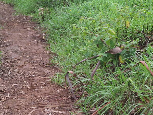 Paspalum jesuiticum Landscape