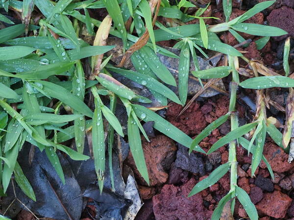 Paspalum jesuiticum Plant