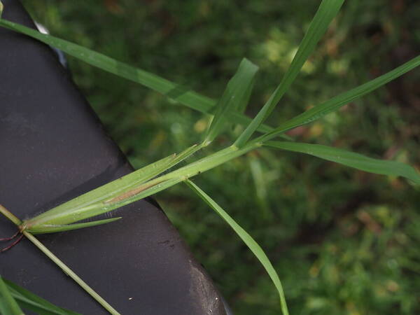 Paspalum jesuiticum Plant