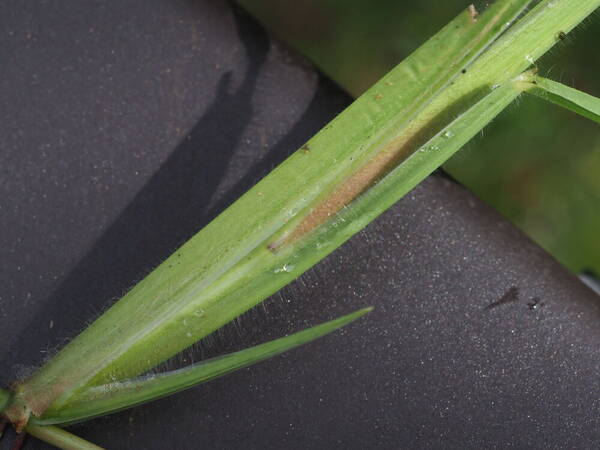 Paspalum jesuiticum Plant