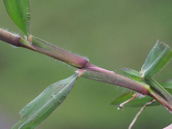 Paspalum jesuiticum Plant