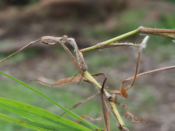 Paspalum jesuiticum Plant