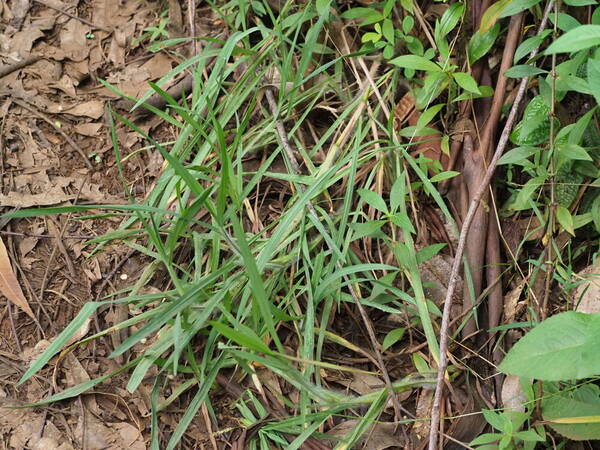 Paspalum jesuiticum Plant