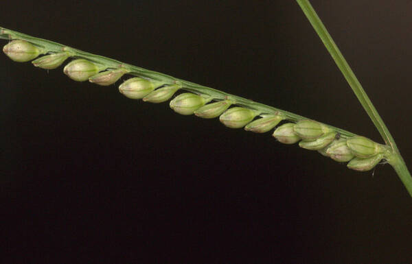 Paspalum langei Spikelets