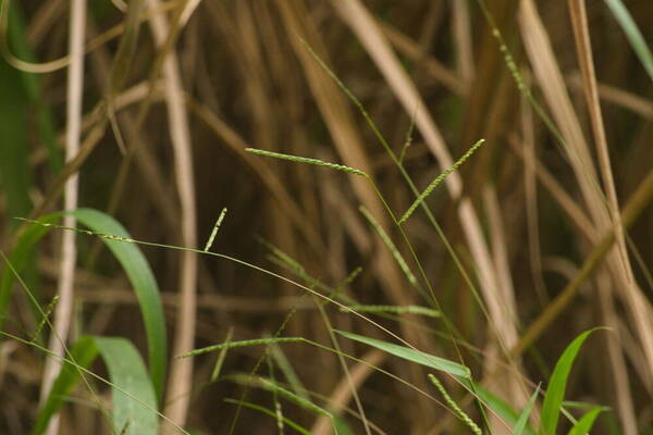 Paspalum langei Habit