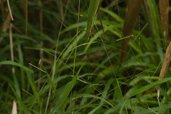 Paspalum langei Habit