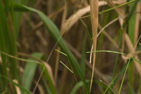 Paspalum langei Habit