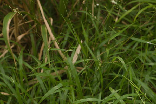 Paspalum langei Habit