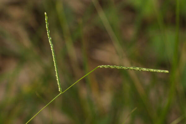 Paspalum langei Inflorescence