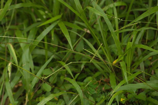 Paspalum langei Inflorescence