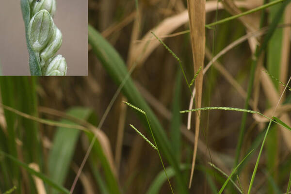 Paspalum langei Inflorescence