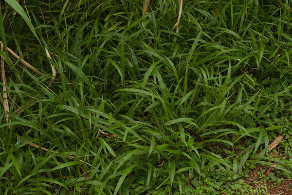 Paspalum langei Plant