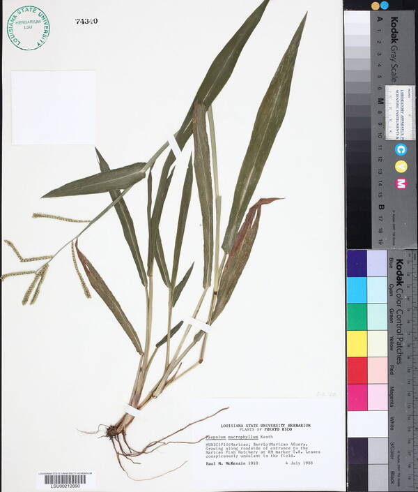 Paspalum macrophyllum Specimen