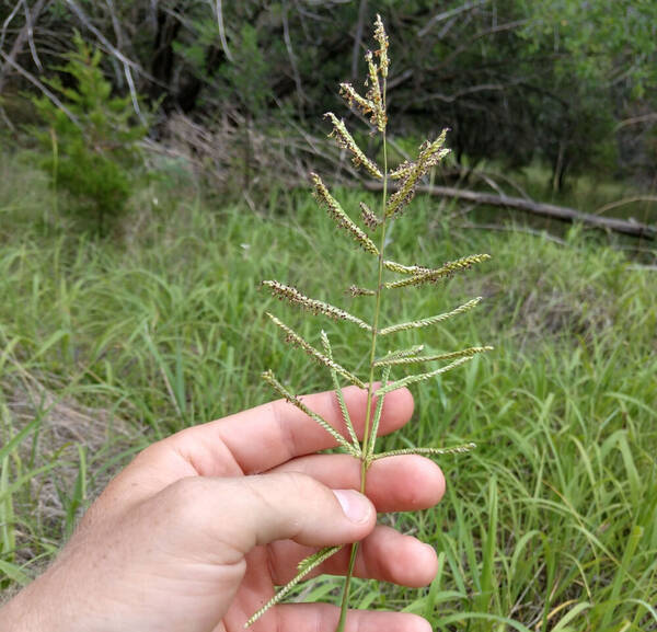 Paspalum malacophyllum Inflorescence