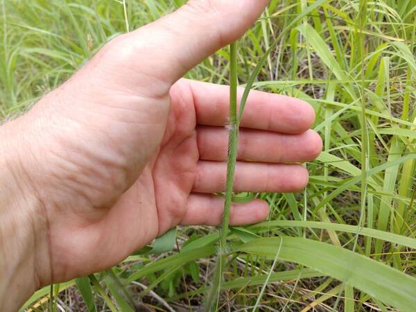 Paspalum malacophyllum Plant