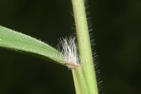 Paspalum mandiocanum var. mandiocanum Collar