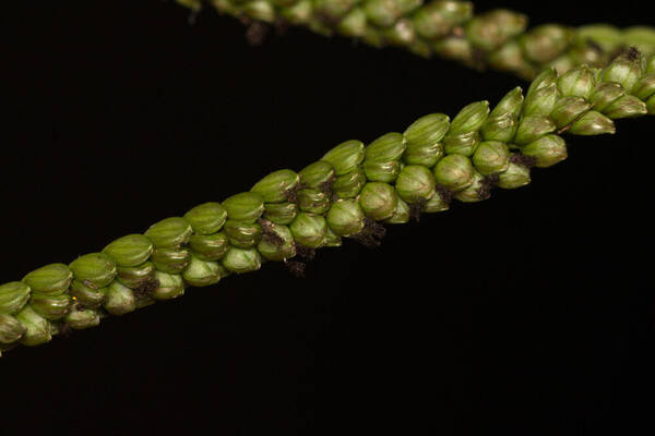 Paspalum mandiocanum var. mandiocanum Spikelets