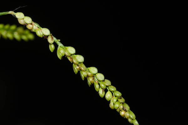 Paspalum mandiocanum var. mandiocanum Spikelets