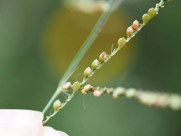 Paspalum mandiocanum var. mandiocanum Spikelets