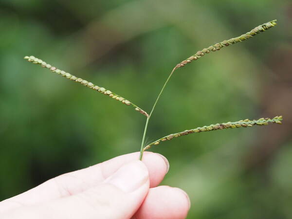 Paspalum mandiocanum var. mandiocanum Spikelets