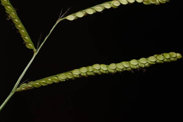 Paspalum mandiocanum var. mandiocanum Spikelets