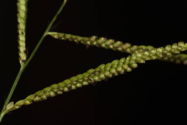 Paspalum mandiocanum var. mandiocanum Spikelets