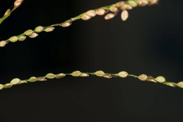 Paspalum mandiocanum var. mandiocanum Spikelets