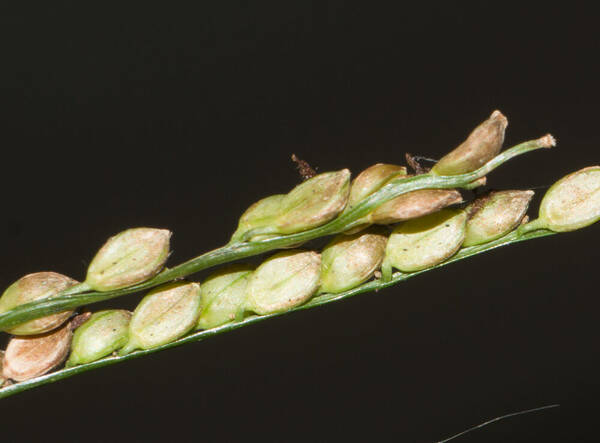 Paspalum mandiocanum var. mandiocanum Spikelets