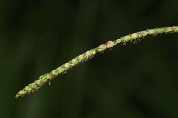 Paspalum mandiocanum var. mandiocanum Spikelets