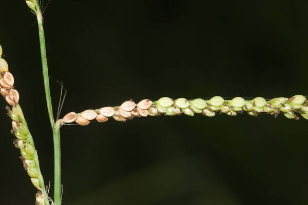 Paspalum mandiocanum var. mandiocanum Spikelets